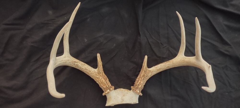Whitetail Deer Antlers 8 Point